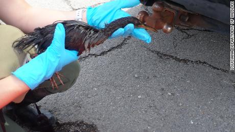 Over 100 birds found covered in oil as a result of the spills caused by Hurricane Ida