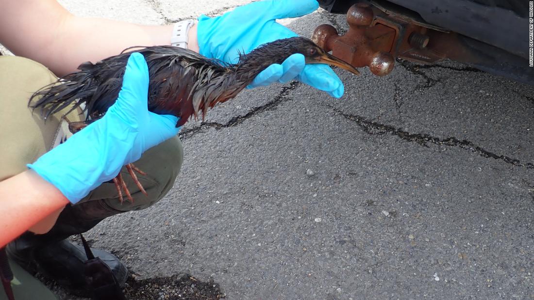 Over 100 birds have been found covered in oil as a result of spills caused by Hurricane Ida