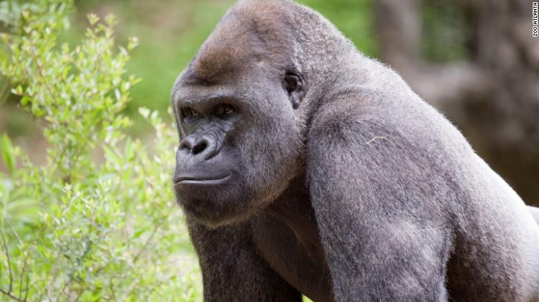 Gorillas at Zoo Atlanta being treated after initial testing reveals Covid-19 virus