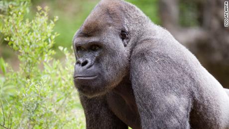Gorillas at Zoo Atlanta are being treated for the Covid-19 virus.