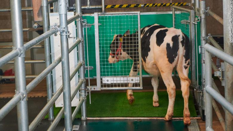 Scientists are potty-training cows in a bid to help save the planet