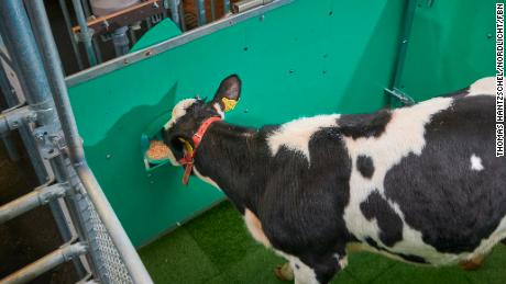 A calf consumes sugar water as a reward during toilet training.