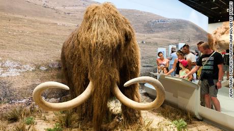 Scientists want to resurrect the woolly mammoth. They just got $15 million to make it happen 