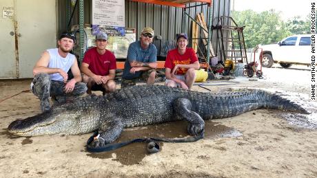 John Hamilton and his hunting party brought in a 13-foot-5-inch alligator with some surprises inside.
