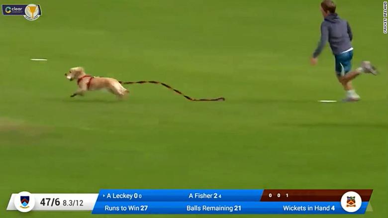 Dog steals ball in funny moment during cricket match