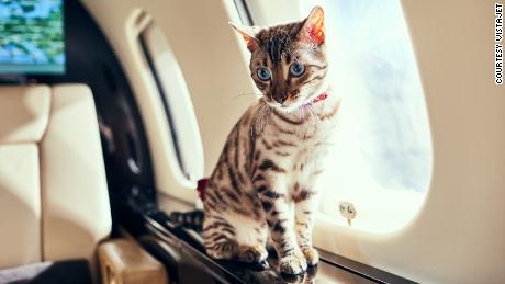 Why more travelers fly their pets on private jets