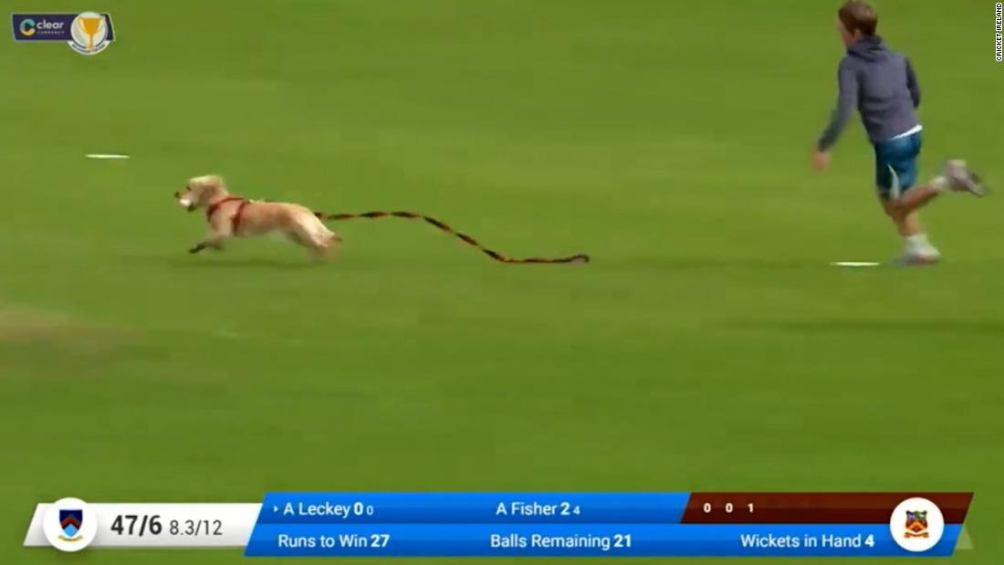 The paw-fect pitch invasion? Dog brings halt to Irish cricket match