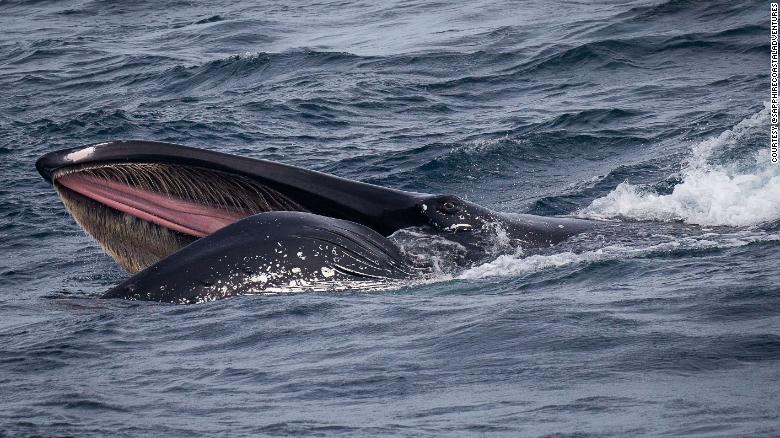 Incredibly rare ‘megapod’ of more than 100 humpback whales surrounds boat off coast of Australia
