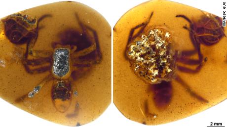 Une araignée femelle et son sac à œufs ont été piégés dans de l'ambre birman.