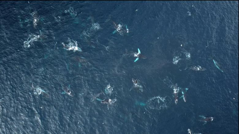 Watch rare humpback whale 'megapod' feeding frenzy