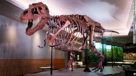 On display at the Field Museum in Chicago, Sue the T. Rex is the world&#39;s most complete T. Rex fossil, but scientists don&#39;t know if it&#39;s male or female. Sue is named for Sue Hendrickson, who discovered the dino in 1990 during a commercial excavation trip north of Faith, South Dakota.