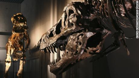La mandíbula inferior de SUE, el tiranosaurio rex, está llena de agujeros.  Los expertos creen que fueron el resultado de una infección parasitaria. 
