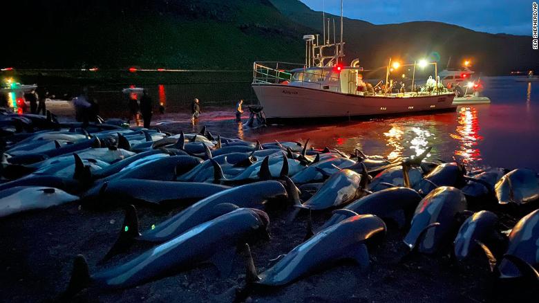 1,400 dolphins were killed in the Faroe Islands in one day, shocking even some pro-whalers