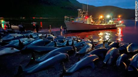 1.400 delfines fueron asesinados en las Islas Feroe en un día, sorprendiendo incluso a algunos pro-balleneros 
