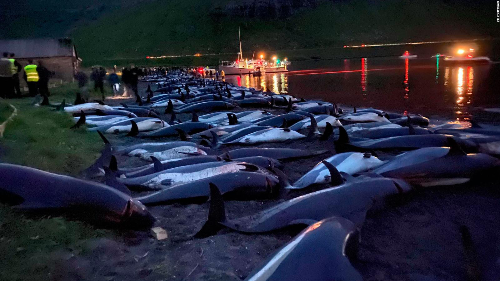 1 400 Dolphins Were Killed In The Faroe Islands In One Day Shocking