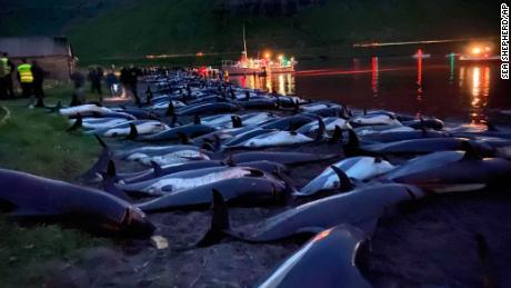 More than 1,400 dolphins were killed in the hunt.