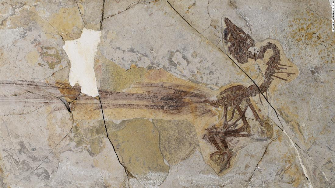 Fossil reveals bird with long, flashy tail feathers that lived 120 million years ago - CNN