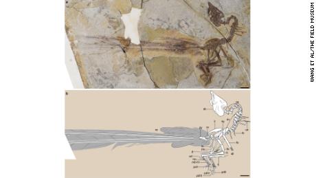 This graphic showcases the new fossil discovery and its well-preserved feathers.