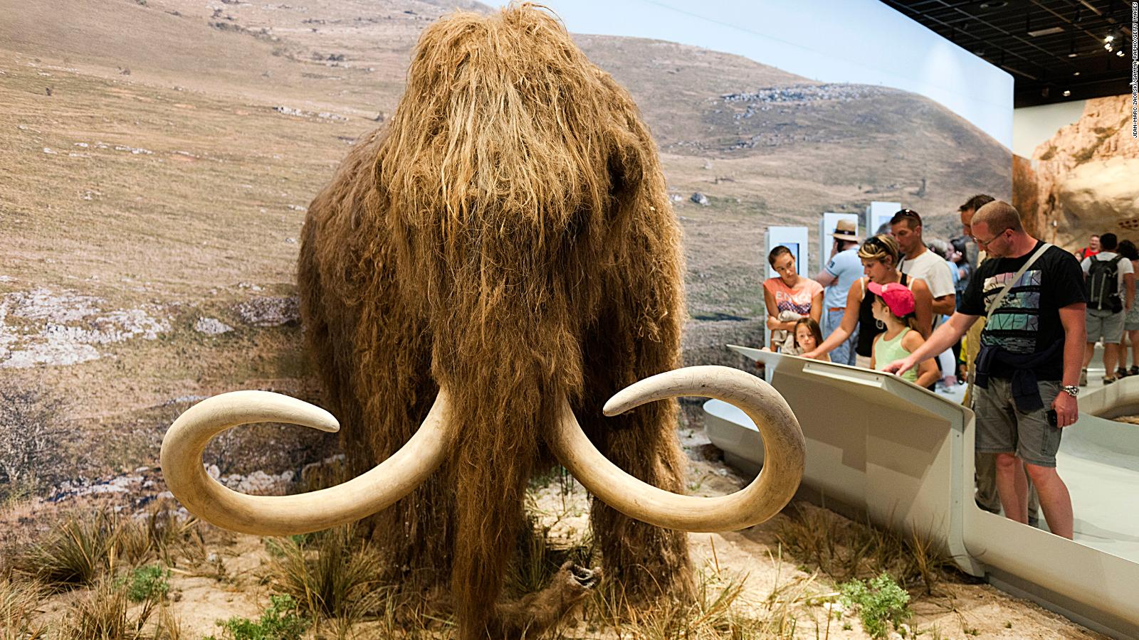 Woolly mammoth resurrection project receives 15 million boost CNN