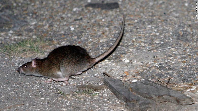 A rat runs away in the Lower Ninth Ward of New Orleans, October 10, 2006. In the year following Hurricane Katrina, many locals were driven out while animals moved in, drawn by garbage, abandoned homes and tall weeds.