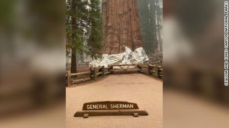 Officials wrapped the world&#39;s largest tree in protective foil to guard it against California wildfires