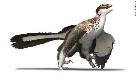 This is an artist&#39;s reconstruction of what Archaeopteryx looked like when it lived 155 million years ago, as seen in &quot;Dinosaurs: New Visions of a Lost World.&quot;