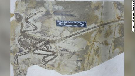 The microraptor was a dinosaur capable of powered flight. This is the fossil of a microraptor.