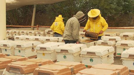 Beekeepers check on a hive at Hatta Honey