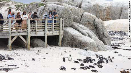 Bees kill 63 endangered penguins in South Africa