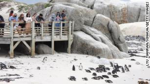 Bee swarm kills 63 endangered penguins in South Africa