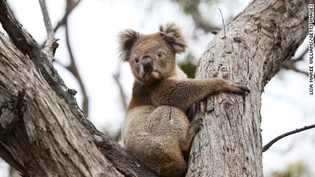A koala affected by the Australia&#39;s wildfires last year is released back into native bushland following treatment at the Kangaroo Island Wildlife Park in Parndana. 