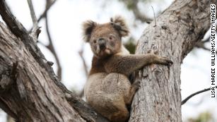 210921033705-koala-australia-file-2020-medium-plus-169.jpg