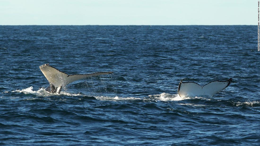 Científicos descubren a comunicarse con ballenas