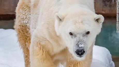 The oldest polar bear in human care in North America dies in the Milwaukee Zoo