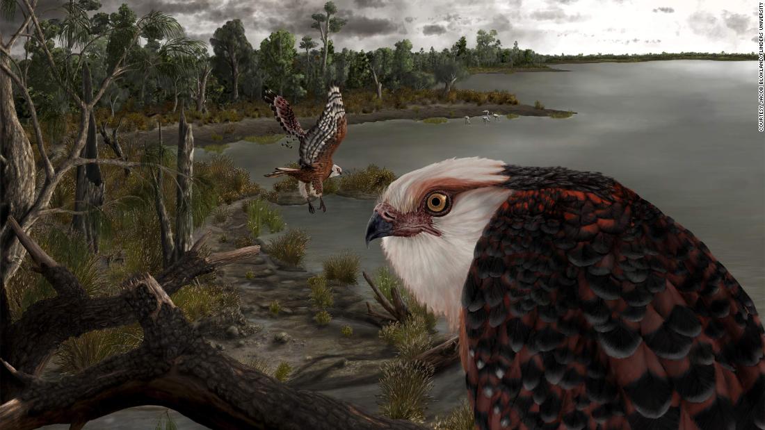 Rare fossil of 25-million-year-old eagle that hunted koalas found in South Australia - CNN