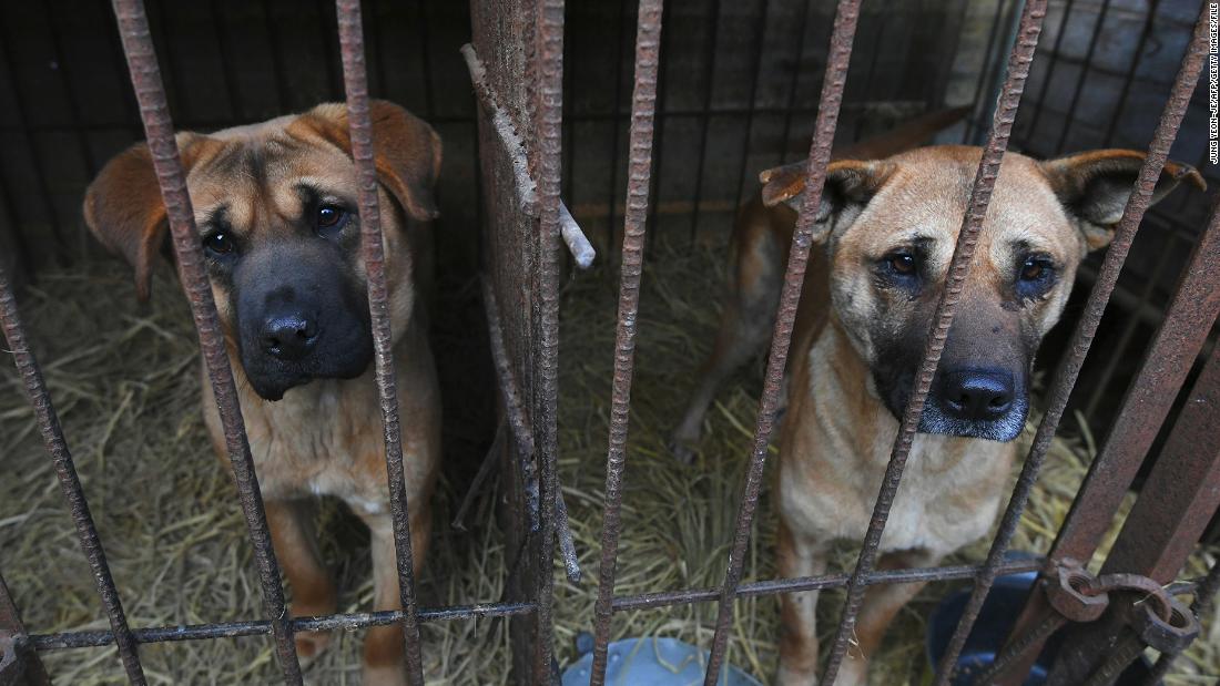 South Korea’s President says it’s time to consider a ban on eating dog meat