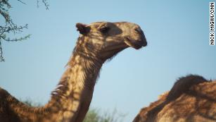 In Kenya, your next coffee could be a &#39;camel-ccino&#39;