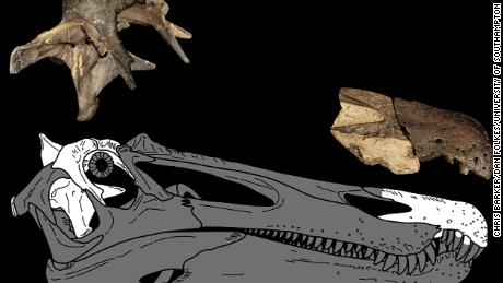 Questo rendering mostra dove si trovavano pezzi di fossili di ceratocopsi sul suo cranio.