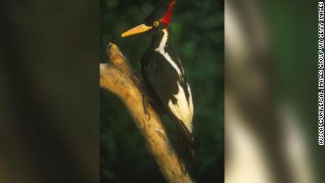 The ivory-billed woodpecker, seen here as a mounted specimen, depended on large Southern swamps.