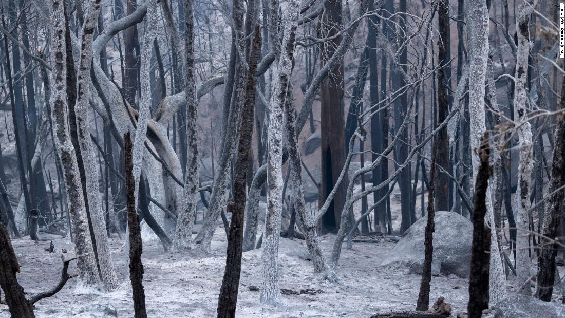 A forest of ashen trees stands in the wake of the Windy Fire, south of California Hot Springs, on September 27.