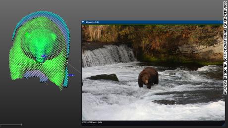 A 3-D model of a bear known as Walker shown next to a picture of the bear at Katmai National Park and Preserve&#39;s Brooks Falls.
