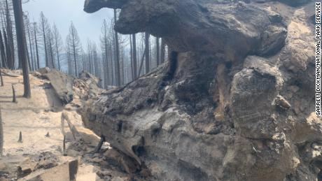 Windy Fire has destroyed more than two dozen giant sequoias – and that’s just a first estimate