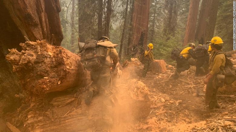 Windy Fire has destroyed more than two dozen giant sequoia trees — and that’s just an early assessment
