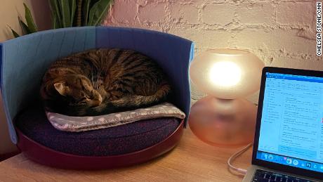 According to pet experts, your cat or dog would love to sleep on 14 beds (courtesy CNN Underscore) 