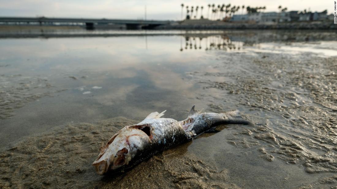 A fish is found dead in Huntington Beach.