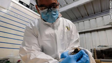 Un sanderling contaminato dalla fuoriuscita di petrolio viene curato ed esaminato dal Dipartimento della California Fish &  Personale della fauna selvatica.
