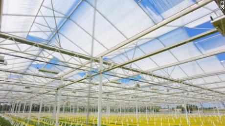 Is the biggest greenhouse in the US the future of farming? - CNN