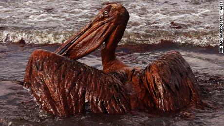 A brown pelican coated in heavy oil wallows in the surf on East Grand Terre Island, Louisiana, in 2010 after oil from the Deepwater Horizon accident washed ashore in large volumes. 