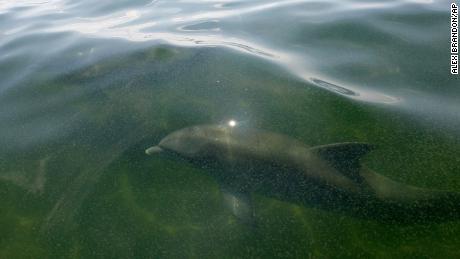 Bottlenose dolphins swim in the oily waters of Chandeleur Sound, Louisiana, in May 2010 after the Deepwater Horizon disaster. 