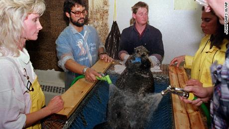 A rescued sea otter is washed by workers at an animal facility after the oil tanker Exxon Valdez disaster fouled the pristine waters of Prince William Sound, Alaska, in 1989. 